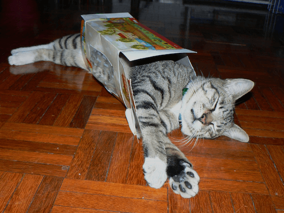 cat sleeping in a butter box