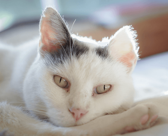 white cat ears