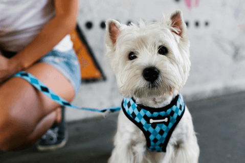 white terrier sitting wearing blue harness and leash